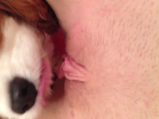 собачка лижет пизду хозяйке