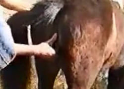 зоофил ебёт лошадь