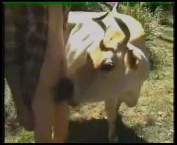man fucks a cow