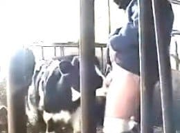 корова сосет хуй зоофилу