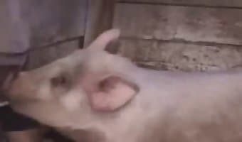 Гребаный кабан ебет мужика